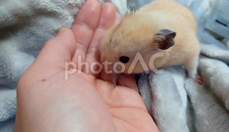 キンクマハムスターとのふれあい ハムスター,ふれあい,キンクマハムスターの写真素材
