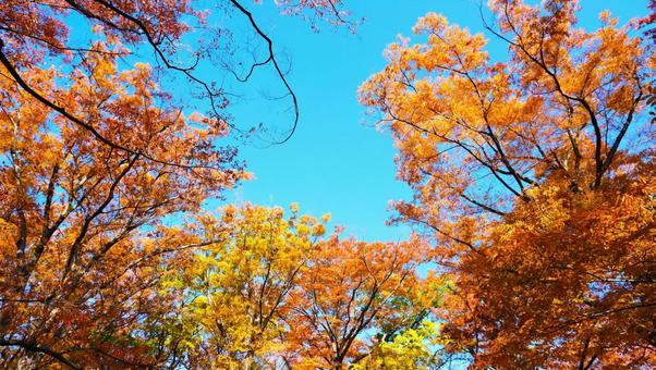 青空とオレンジの紅葉 オレンジ,紅葉,枝の写真素材