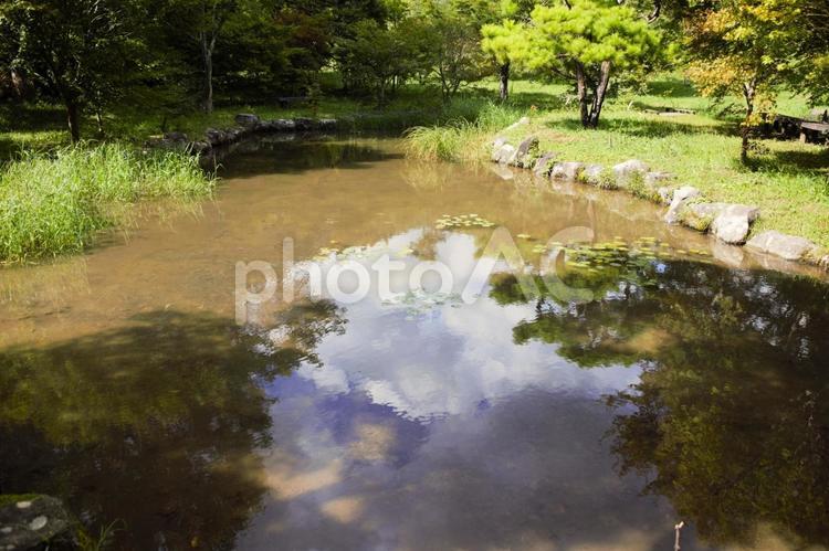 公園の池　長野県 夏,風景,晴れの写真素材