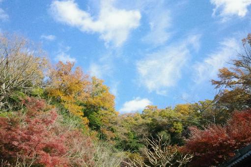 青い空と紅葉 青い空と紅葉 秋,もみじ,風景の写真素材
