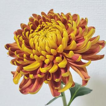 菊(フエゴダーク) 菊(フエゴダーク)の写真