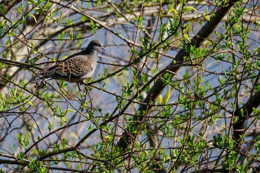 Photo, bird, pheasant, yamabato, 