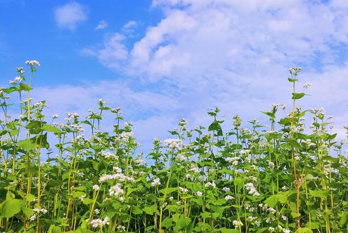 蕎麦の白い花と空雲 蕎麦の白い花と空雲 蕎麦,花,白の写真素材