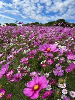 あわじ花さじきの秋桜 淡路島,兵庫県,家族旅行の写真素材