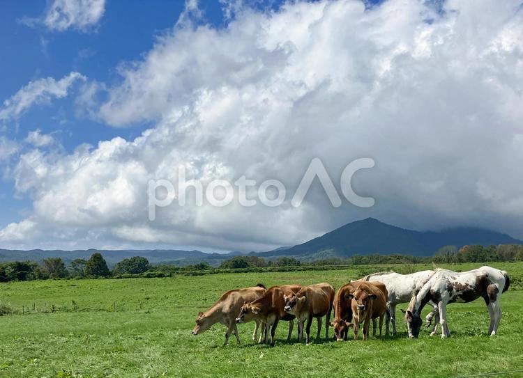 ジャージー牛のいる風景 ジャージー牛,蒜山高原,岡山県の写真素材