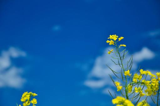 青空のもとに咲く葉の花 青空のもとに咲く葉の花の写真