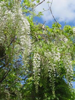 藤の花(白) 藤の花(白)の写真