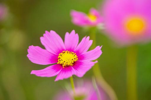 コスモスの花 コスモスの花 コスモス,コスモス畑,花の写真素材