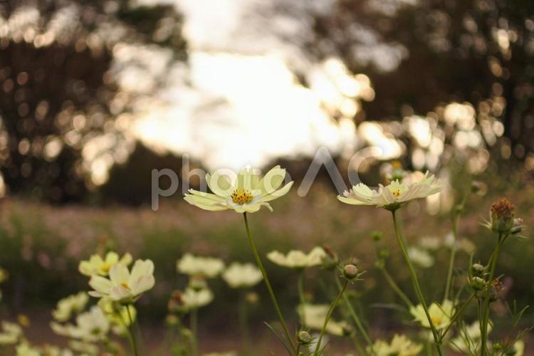 日暮れコスモス コスモス,コスモス畑,黄色コスモスの写真素材
