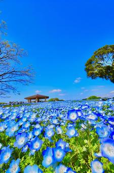 ネモフィラ ネモフィラ 花,春,路地の写真素材