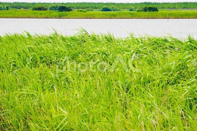 沿岸部の風景(40) 名取市,沿岸部,被災後の写真素材