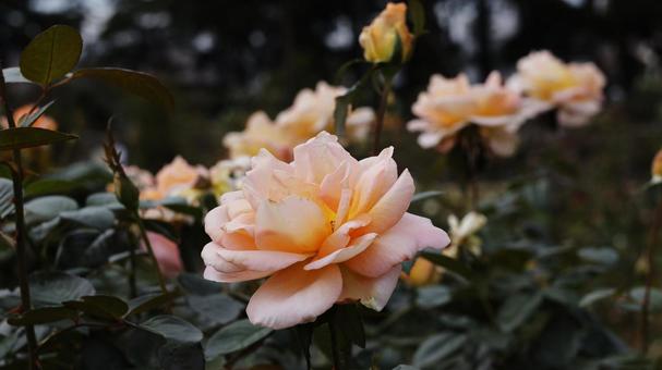 【花の写真】ばらの花 rose,植物,園芸の写真素材