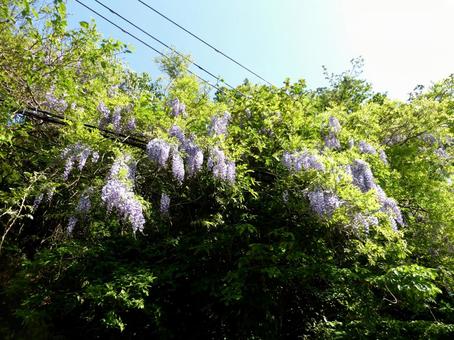 郊外の電線に覆い被さって咲く藤の花 郊外の電線に覆い被さって咲く藤の花 藤,花,植物の写真素材