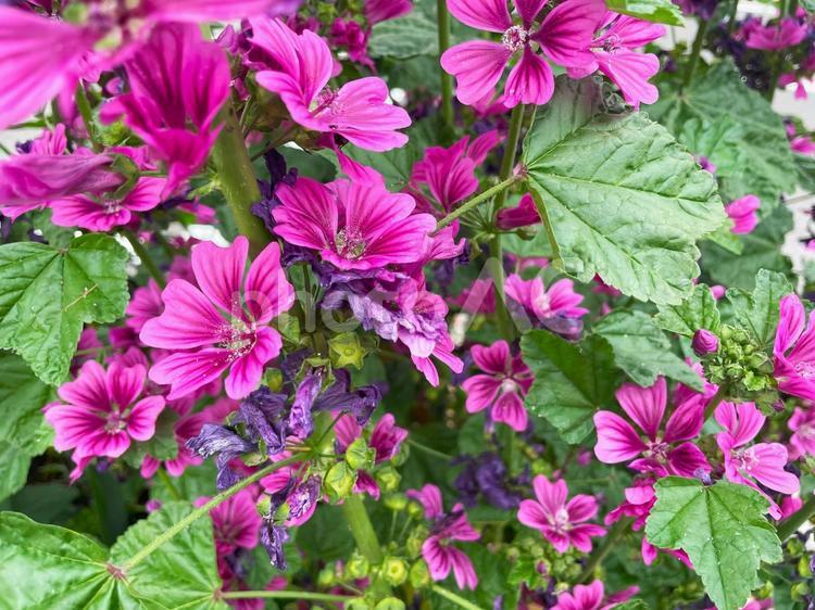 鮮やかな赤紫のゼニアオイの花 ゼニアオイ,コモンマロウ,ハーブの写真素材