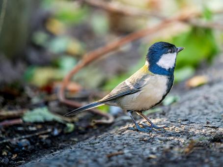地面を歩くシジュウカラ シジュウカラ,野鳥,鳥の写真素材