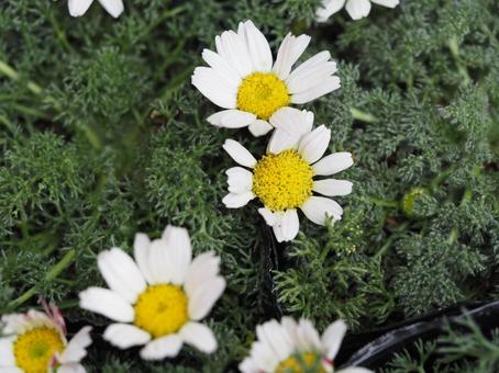 白い花　アナキクルス② 花,白い花,アナキクルスの写真素材