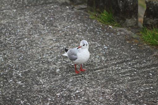 波止場で出会ったユリカモメ 波止場で出会ったユリカモメ 鳥,野鳥,動物の写真素材