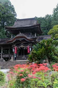 山口県　鰐鳴八幡宮の彼岸花の写真