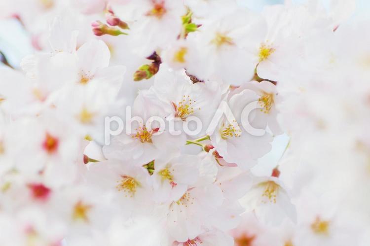 穏やかな春の日のかわいい桜の花素材2 桜,春,花の写真素材