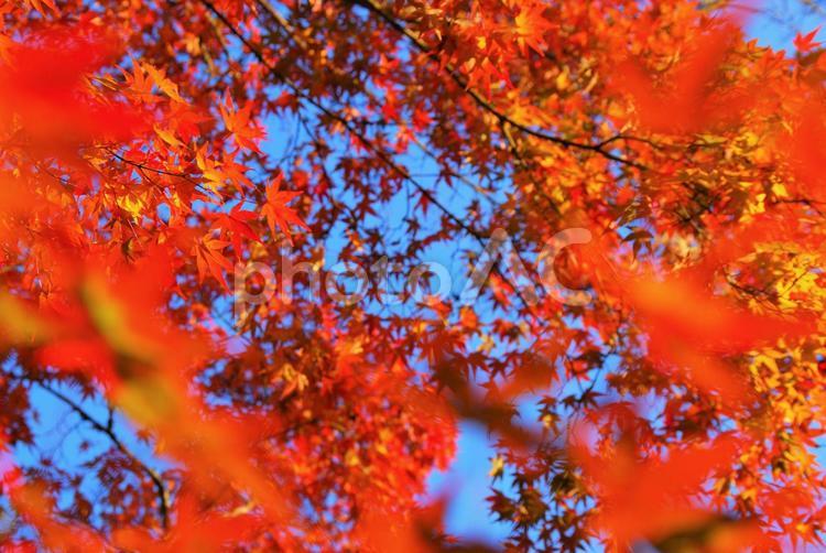見ごろのもみじ もみじ,紅葉,秋の写真素材