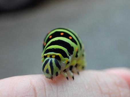 Photo, a whip, larva, insect, 