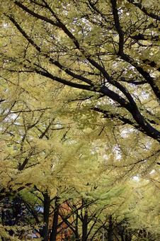 イチョウの木 縦バージョン 紅葉,北海道,秋の写真素材