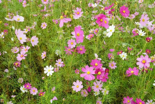 コスモス コスモス,秋,花の写真素材