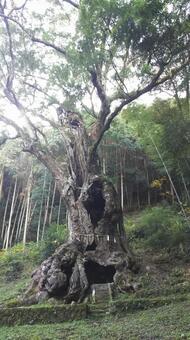 武雄の大楠 武雄,大楠,武雄神社の写真素材