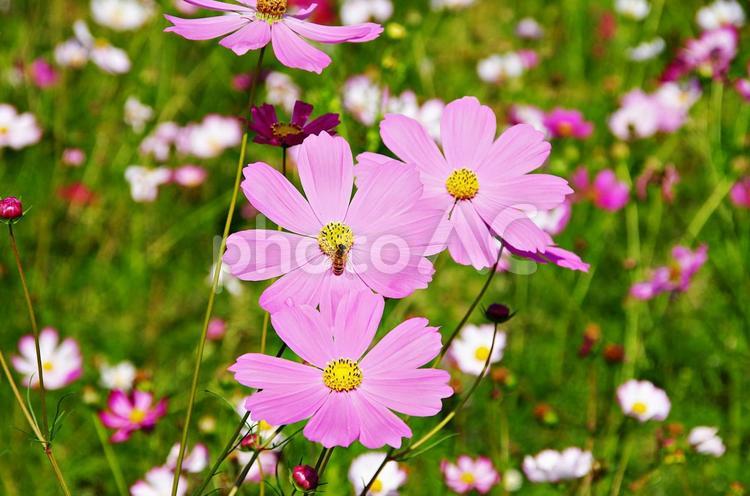 コスモスとミツバチ コスモス,秋桜,ピンクの写真素材