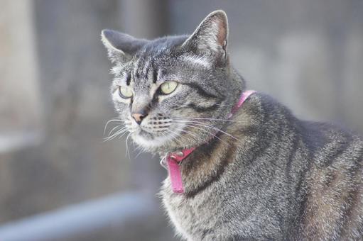 ねこ にゃんこ,可愛い,野良猫の写真素材