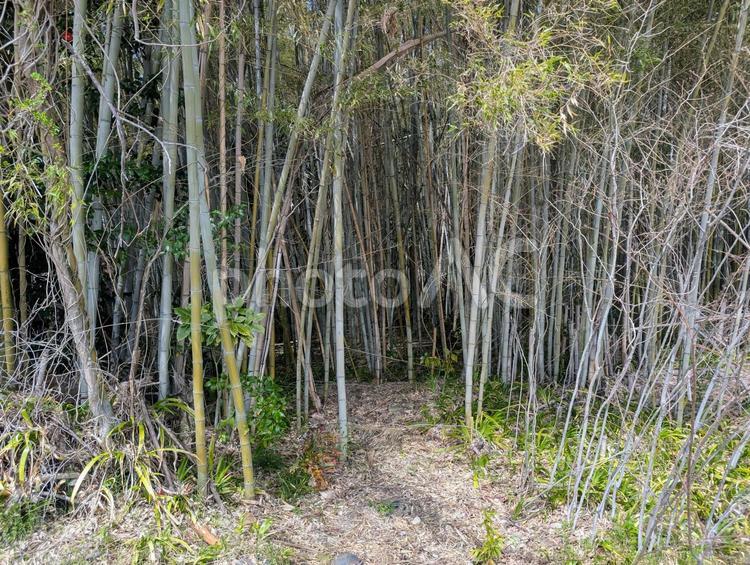竹林と落ち葉の積もった地面と獣道 獣道,竹林,黄緑の写真素材
