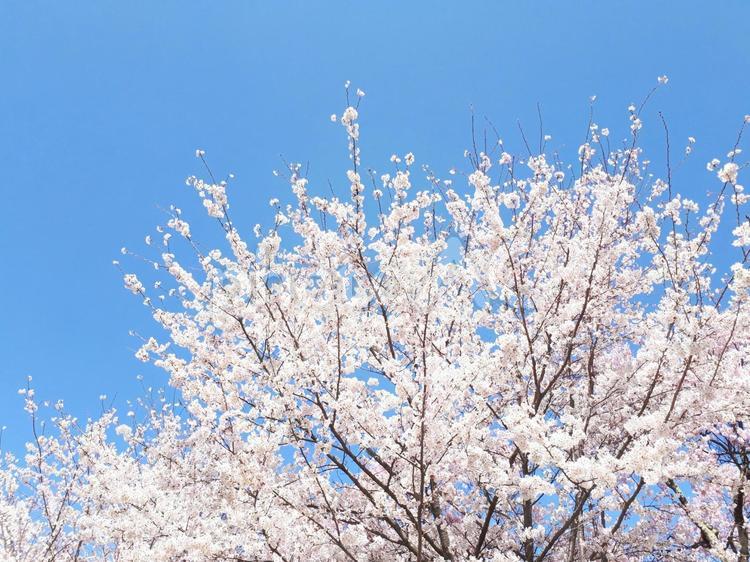 信州伊那市の桜風景 花,自然,春の写真素材