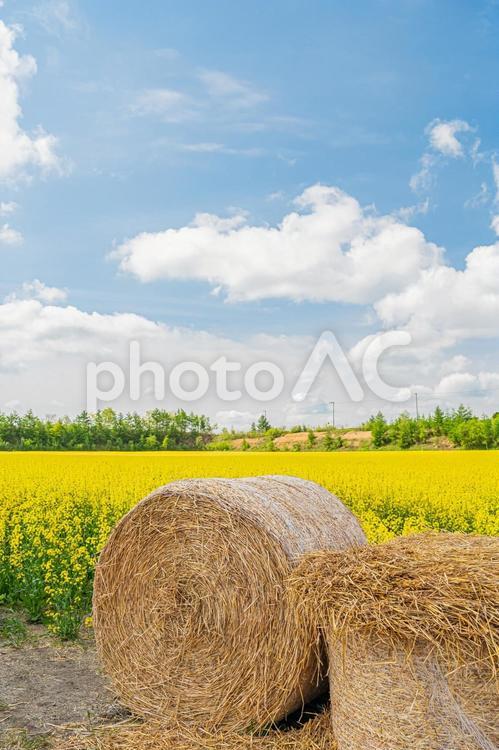 北海道　安平町の菜の花畑 北海道,hokkaido,安平の写真素材