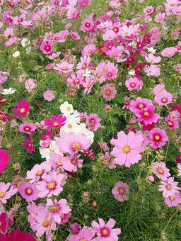秋桜 たくさん 秋桜 たくさん 秋桜,コスモス,花の写真素材