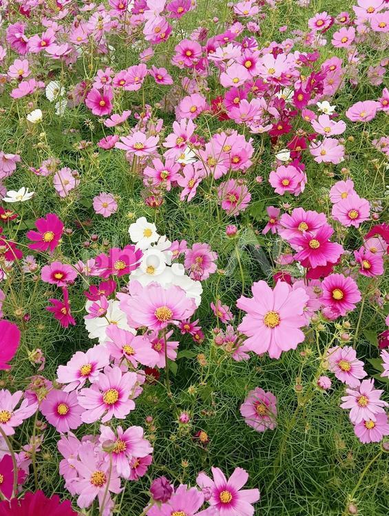 秋桜　たくさん 秋桜,コスモス,花の写真素材