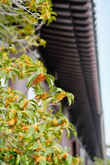 金木犀と寺院の屋根 金木犀と寺院の屋根 金木犀,秋,花の写真素材