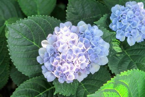 あじさい hydrangea あじさい hydrangeaの写真