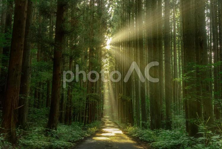 木洩れ日射しこむ緑の杉林 杉林,森林,森の写真素材