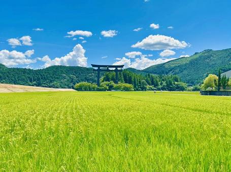 田んぼと鳥居 田んぼと鳥居の写真