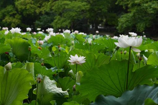 ハス(蓮) ハス(蓮)の写真