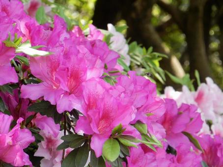 [Flower Photo] Azalea, JPG