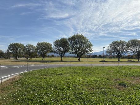 木のある風景 公園,木,青空の写真素材