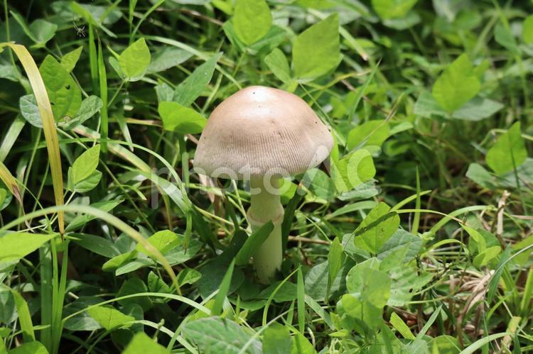 草むらに生える野生のキノコ 草むら,生える,野生の写真素材