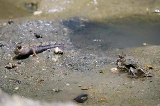 トビハゼとカニ トビハゼとカニの写真