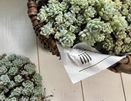 キャラメルの妖精（多肉植物） キャラメルの妖精,多肉,植物の写真素材