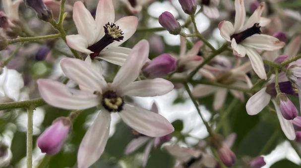 ガーデニングの花 ガーデニングの花の写真