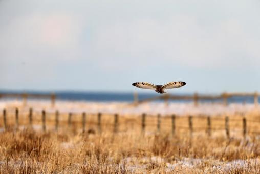 コミミズク コミミズクの写真