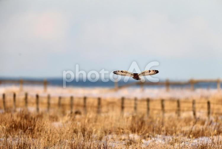 コミミズク コミミズク,野鳥,冬鳥の写真素材