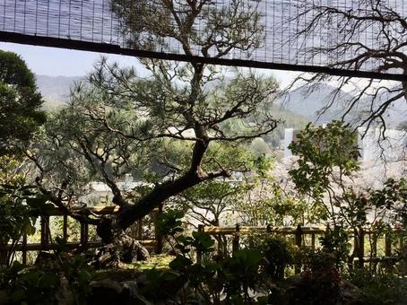 庭越しに眺める春の山並み 庭越しに眺める春の山並み 庭園,松,桜の写真素材