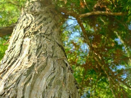 松の木 背景画,松の木,自然の写真素材